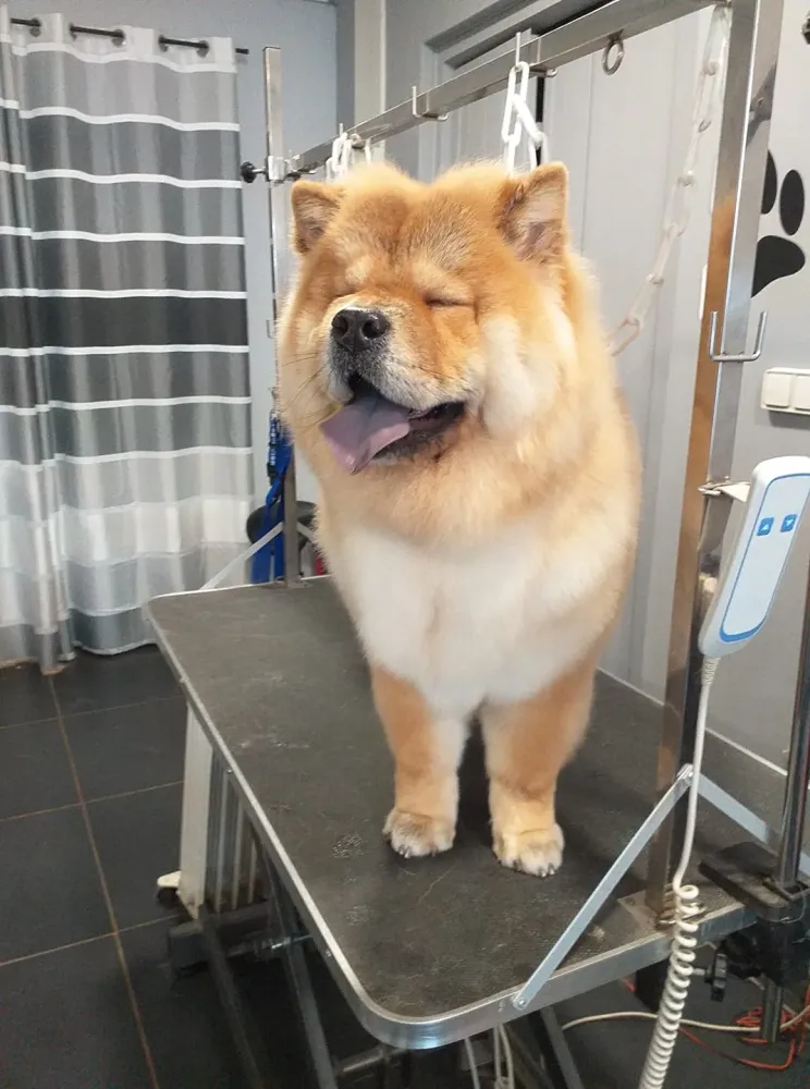 Bain et grooming chien à Soisy-sur-Seine