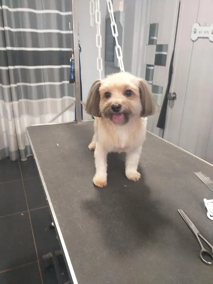 Brossage démêlage chien à Soisy-sur-Seine