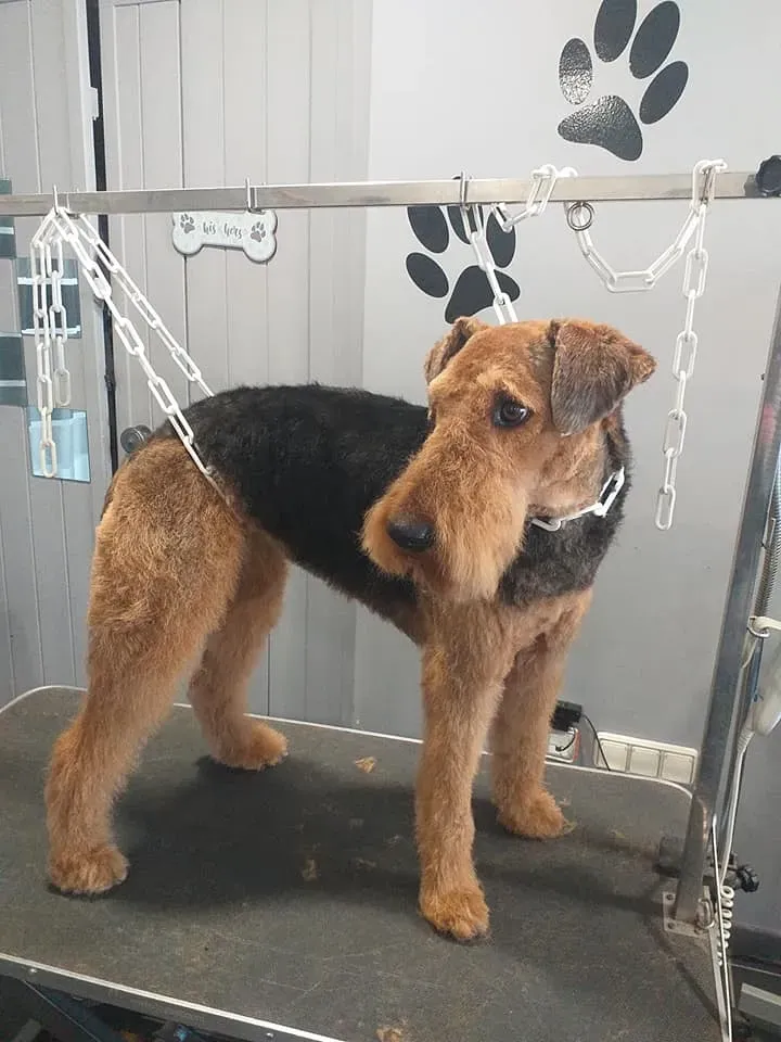 Démêlage chien à Soisy-sur-Seine