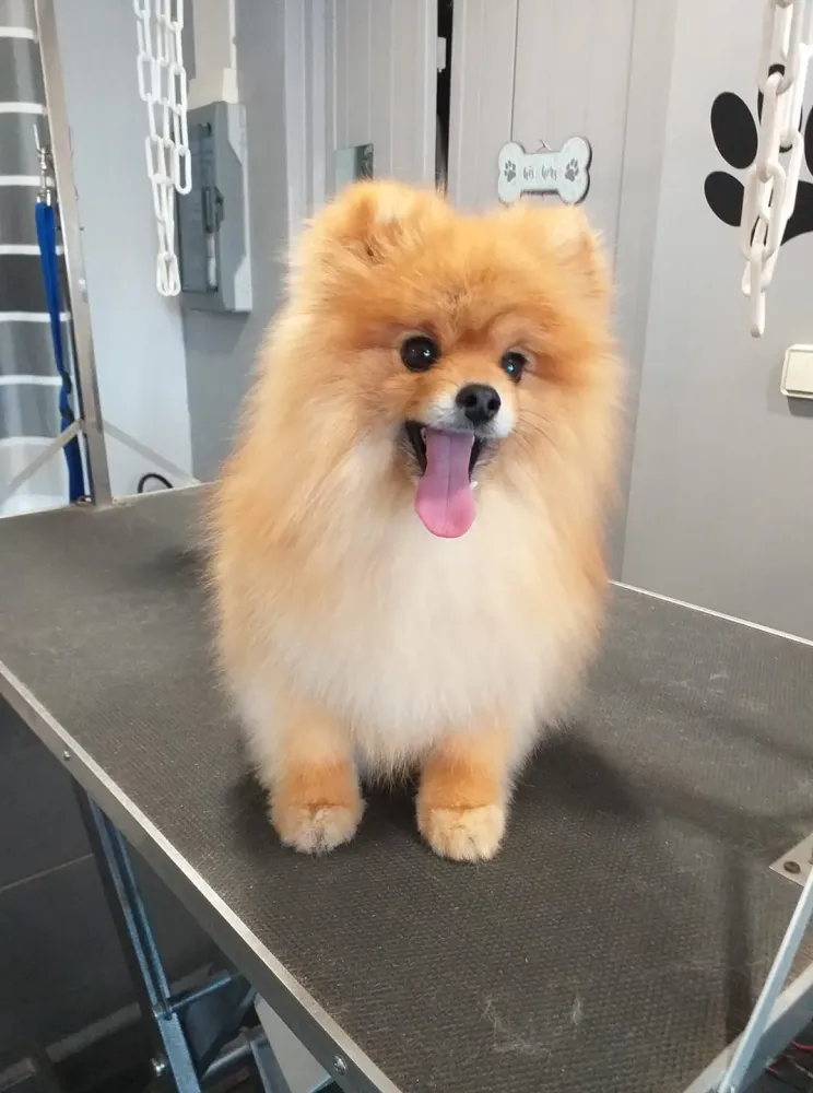 Coupe poils chien à Soisy-sur-Seine