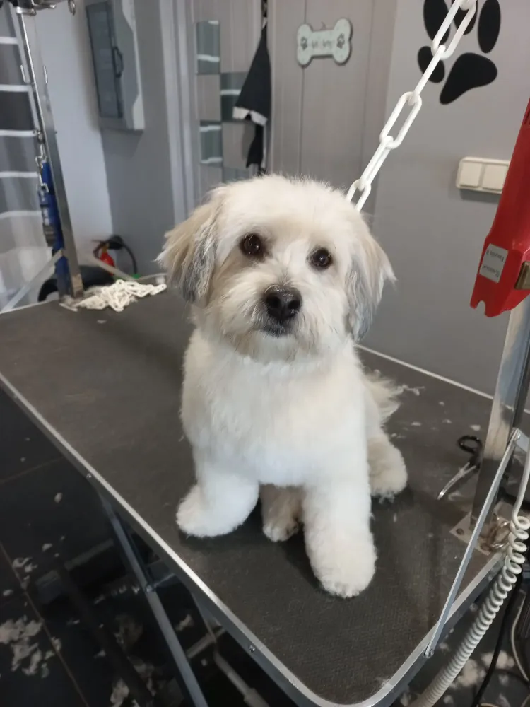 Soins pour chien à Soisy-sur-Seine