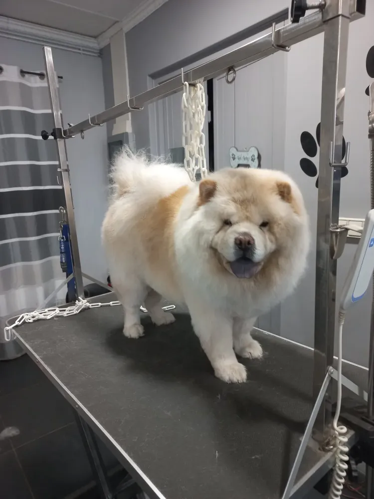 Shampooing chien à Soisy-sur-Seine