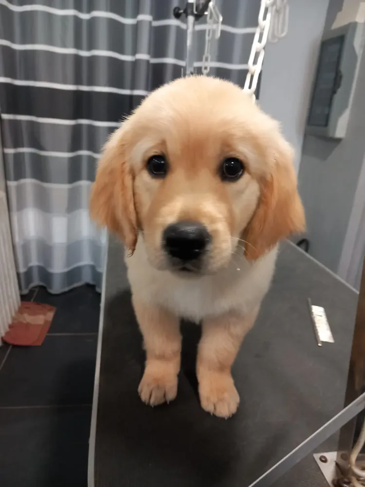 Toilettage à Soisy-sur-Seine