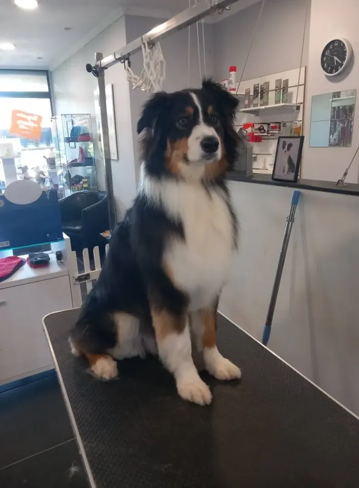 Coupe moustache oreilles à Soisy-sur-Seine