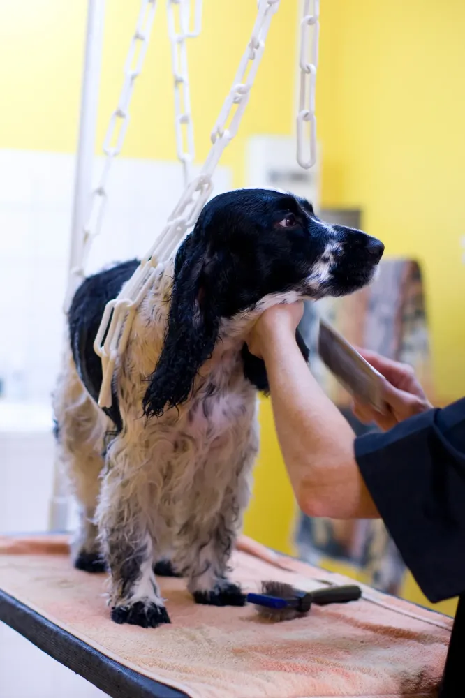 Toilettage chien près de Corbeil-Essonnes