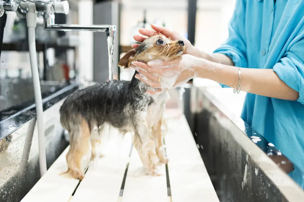 Bain et grooming chien près de Corbeil-Essonnes