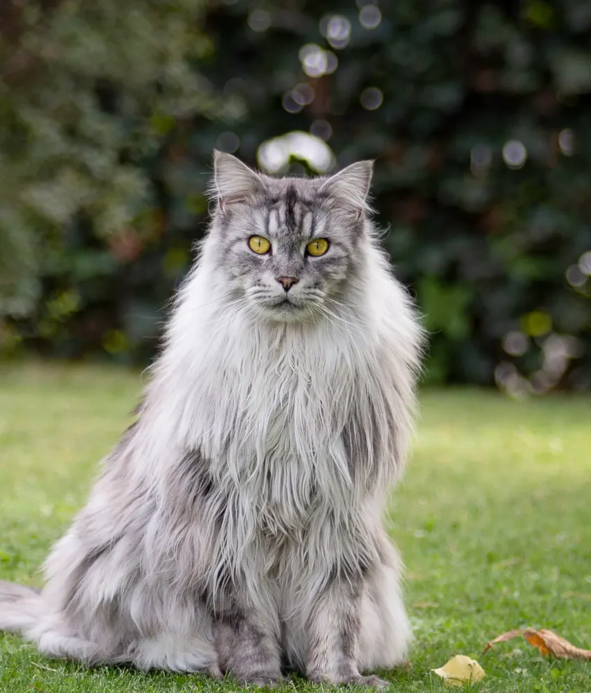 main coon