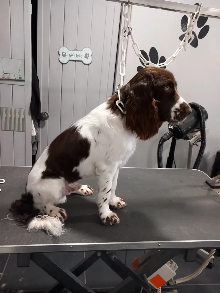 Toiletteur canin près de Corbeil-Essonnes